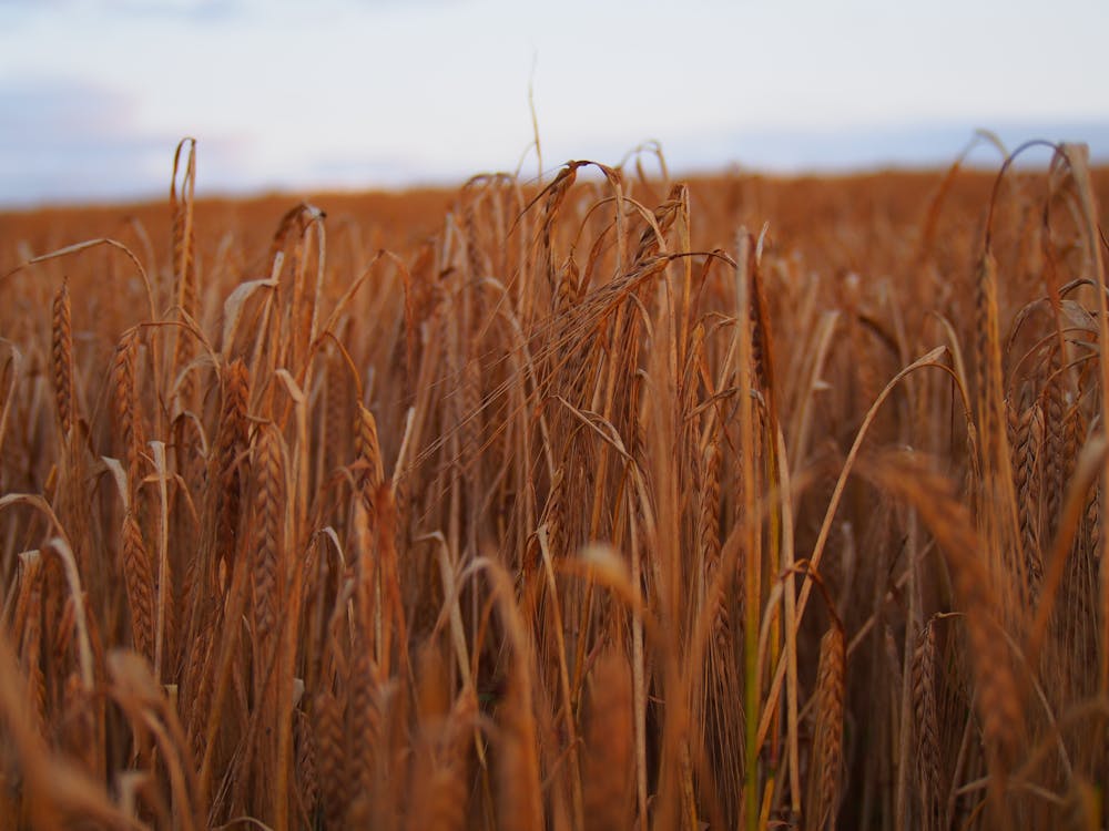 Wheat Field Under Gray Sky