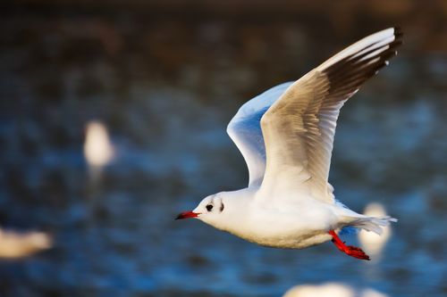 Free Close-up of a seagull in flight, showcasing white feathers and red beak. Stock Photo