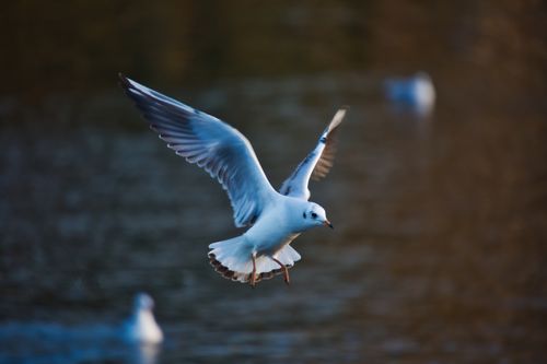 Free A stunning close-up of a seagull gracefully flying over water, showcasing avian beauty. Stock Photo