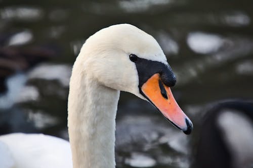 Fotobanka s bezplatnými fotkami na tému anatidae, anseriformes, fotografovanie vtákov