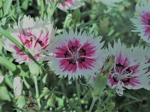 güzel çiçekler içeren Ücretsiz stok fotoğraf