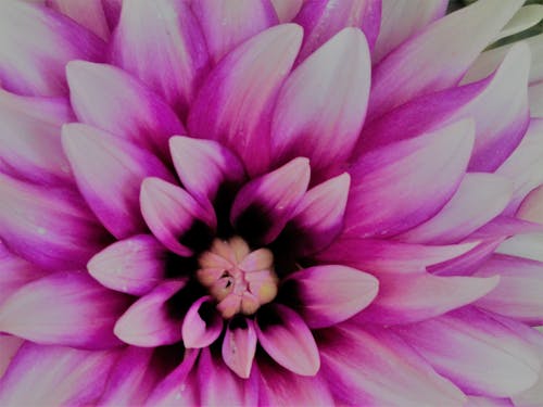 美麗的花朵 的 免費圖庫相片