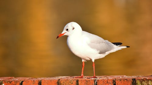 Weißer Vogel Auf Brauner Holzoberfläche