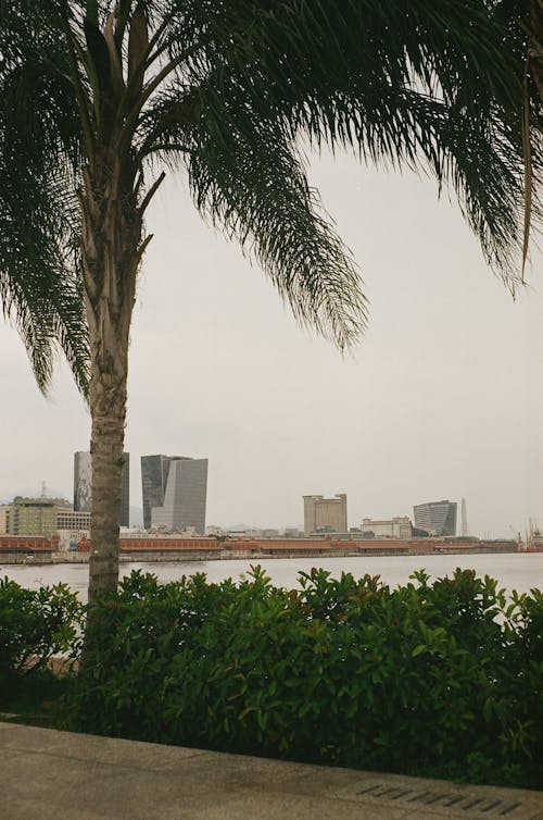 A Palm Tree Near Body of Water