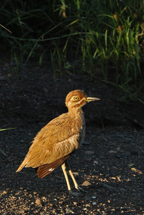 бесплатная Коричневая птица возле травы Стоковое фото