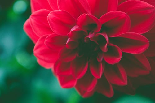 Kırmızı Petaled çiçeğin Seçmeli Odak Fotoğrafı