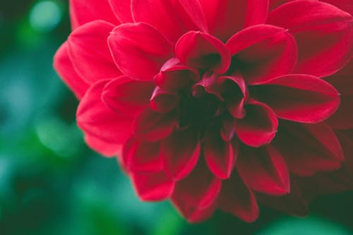 Photographie De Mise Au Point Sélective De Fleur Pétale Rouge