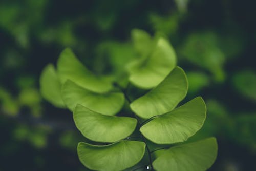 Groene Doorbladerde Plant