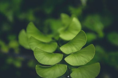 Green Leafed Plant