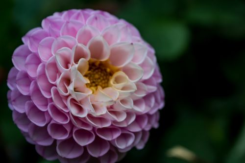 Free A detailed macro shot of a pink dahlia flower in full bloom, showcasing petal structure. Stock Photo
