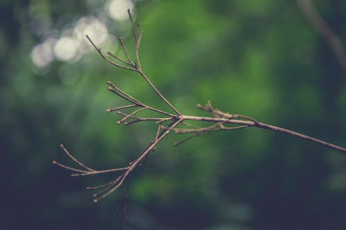 Free stock photo of background, branch, brown