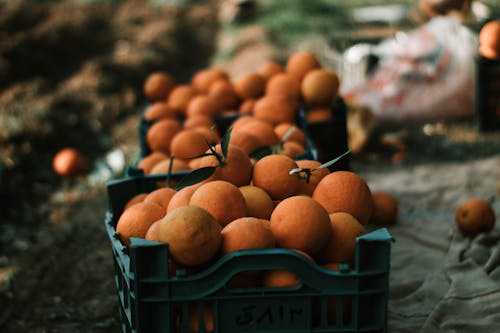 Fresh Orange Fruits in Plastic Crates