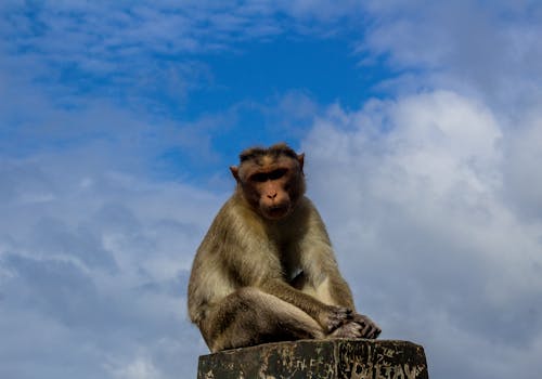 Free stock photo of animal, animal background, ape