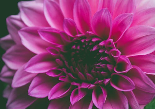 Purple Petaled Flowers