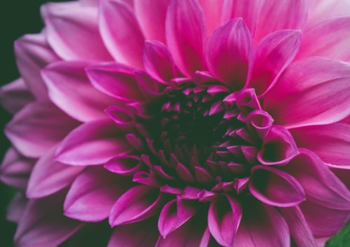 Free Beautiful close-up of a vibrant pink dahlia flower showcasing detailed petals in full bloom. Stock Photo