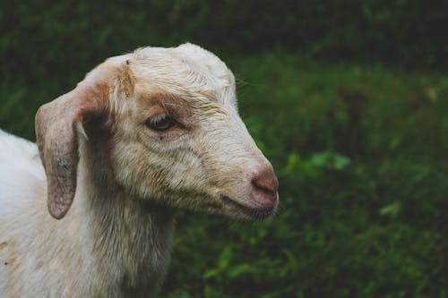 White Goat in Shallow-focus Shot