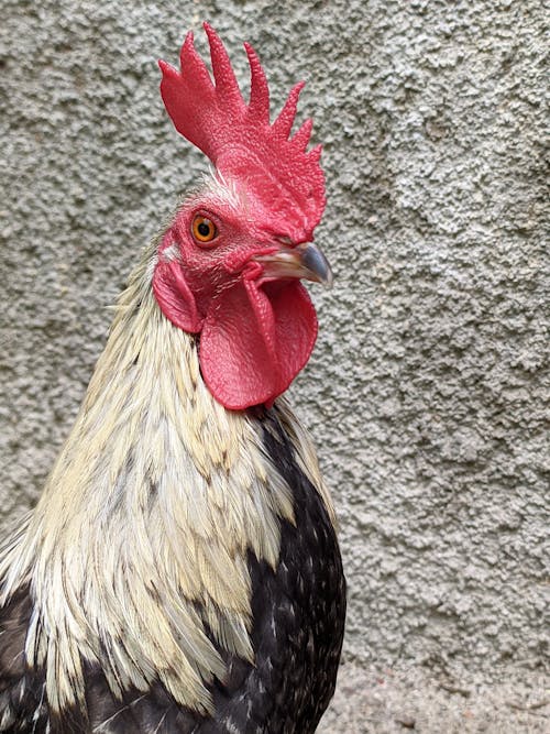 White and Black Rooster in Close Up Photography