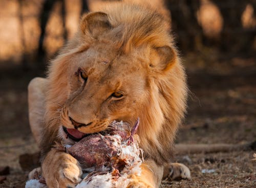 無料 ライオンが肉を食べる 写真素材