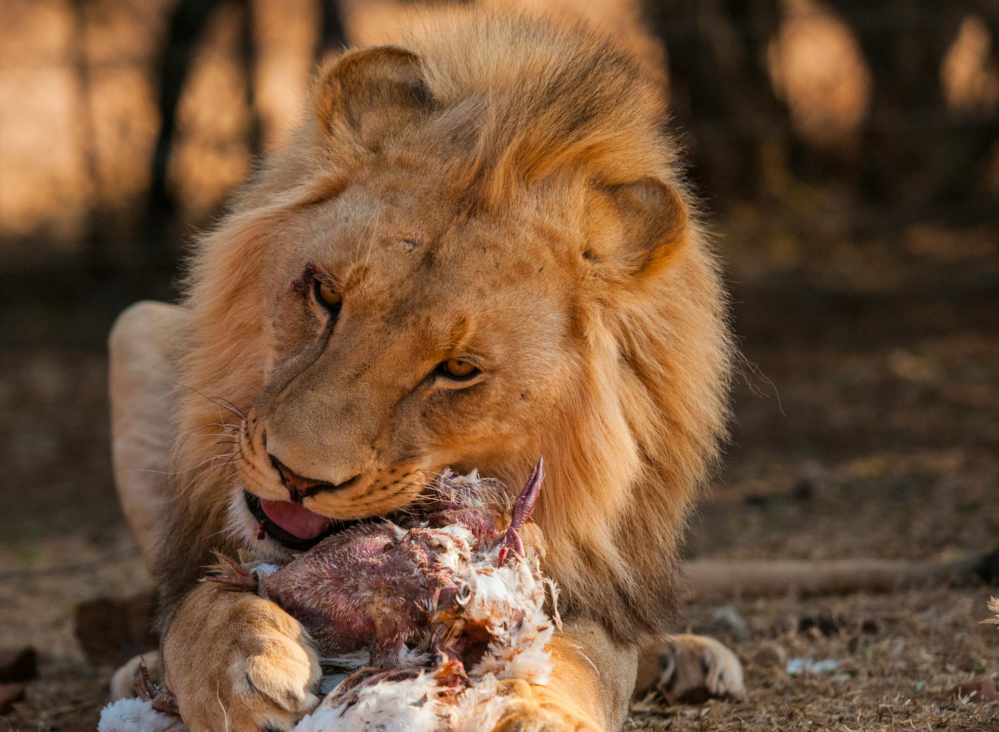 León Comiendo Carne · Foto De Stock Gratuita
