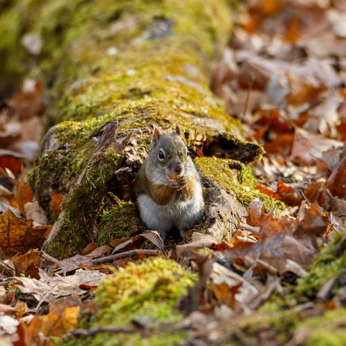 Free Close-Up Photo of a Squirrel Near Brown Leaves Stock Photo