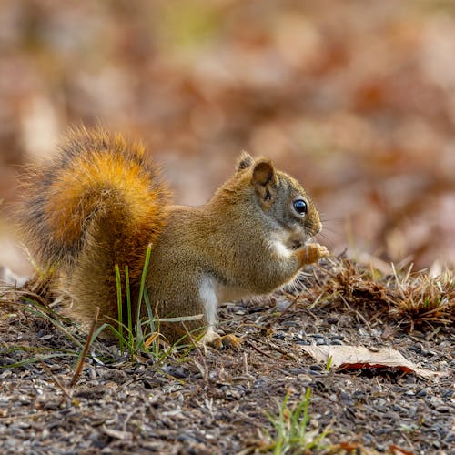 Close-Up Shot of Cute Brown Squirrel on the Ground