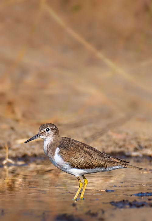 Wild sandpiper standing in pond in habitat