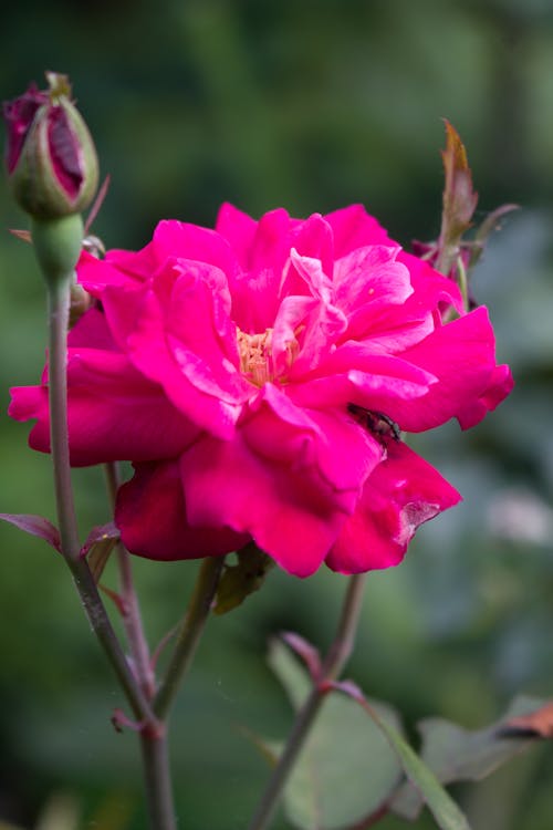Fiore Rosa Nella Lente Tilt Shift
