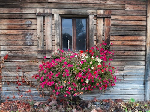 Foto d'estoc gratuïta de flors de finestra