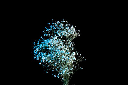 Elegant Gypsophila flowers set against a striking black background. Perfect for floral design needs.
