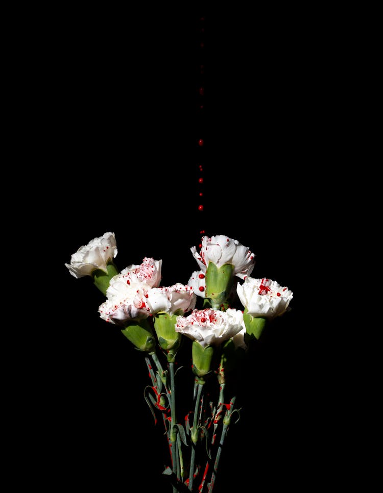 White Carnations With Red Paint