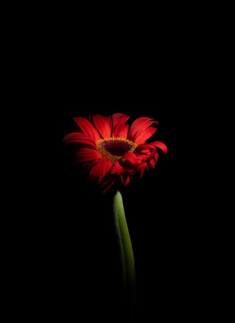 Close-up of a vibrant red gerbera daisy against a plain black background.