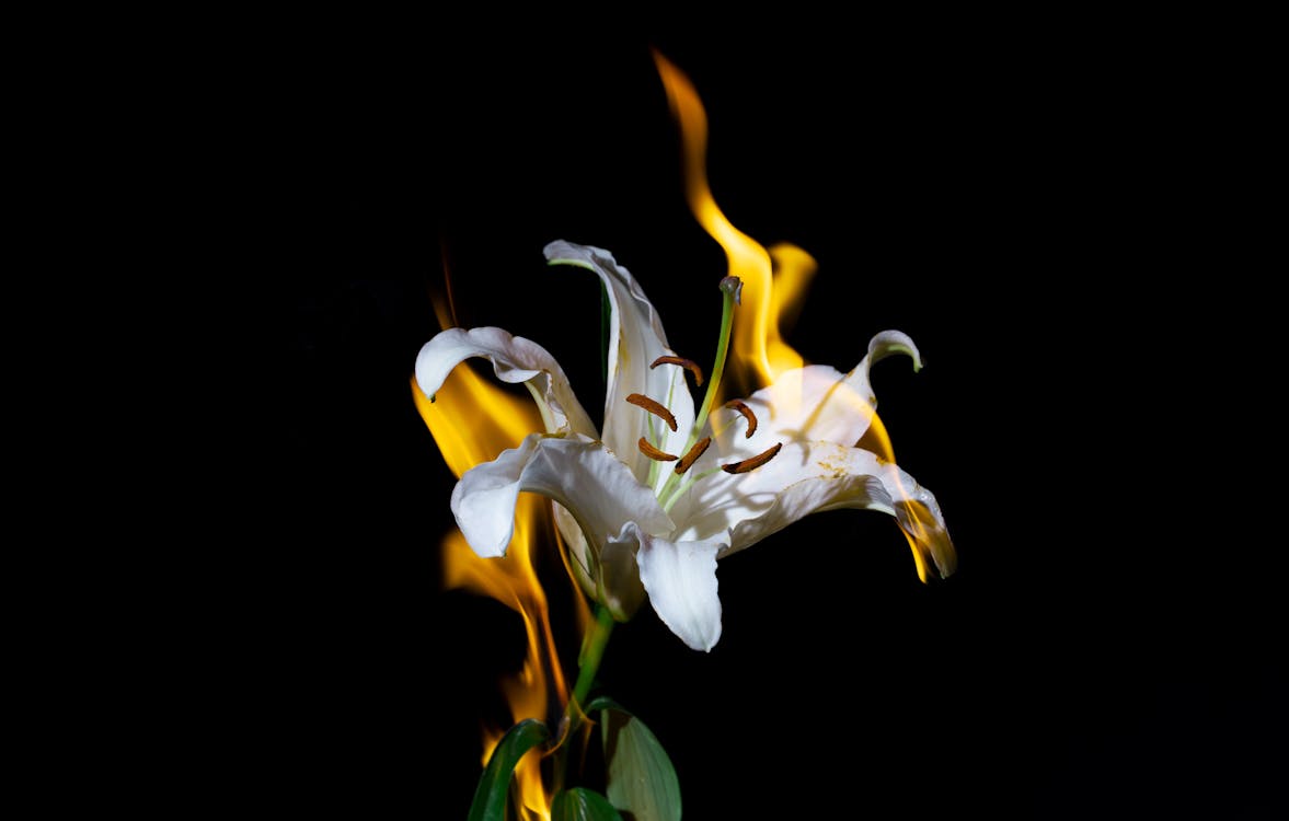 Flor Blanca Y Amarilla En Fotografía De Primer Plano · Foto de stock  gratuita