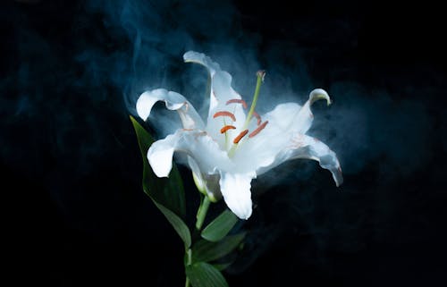 Photo of a Blooming White Lily
