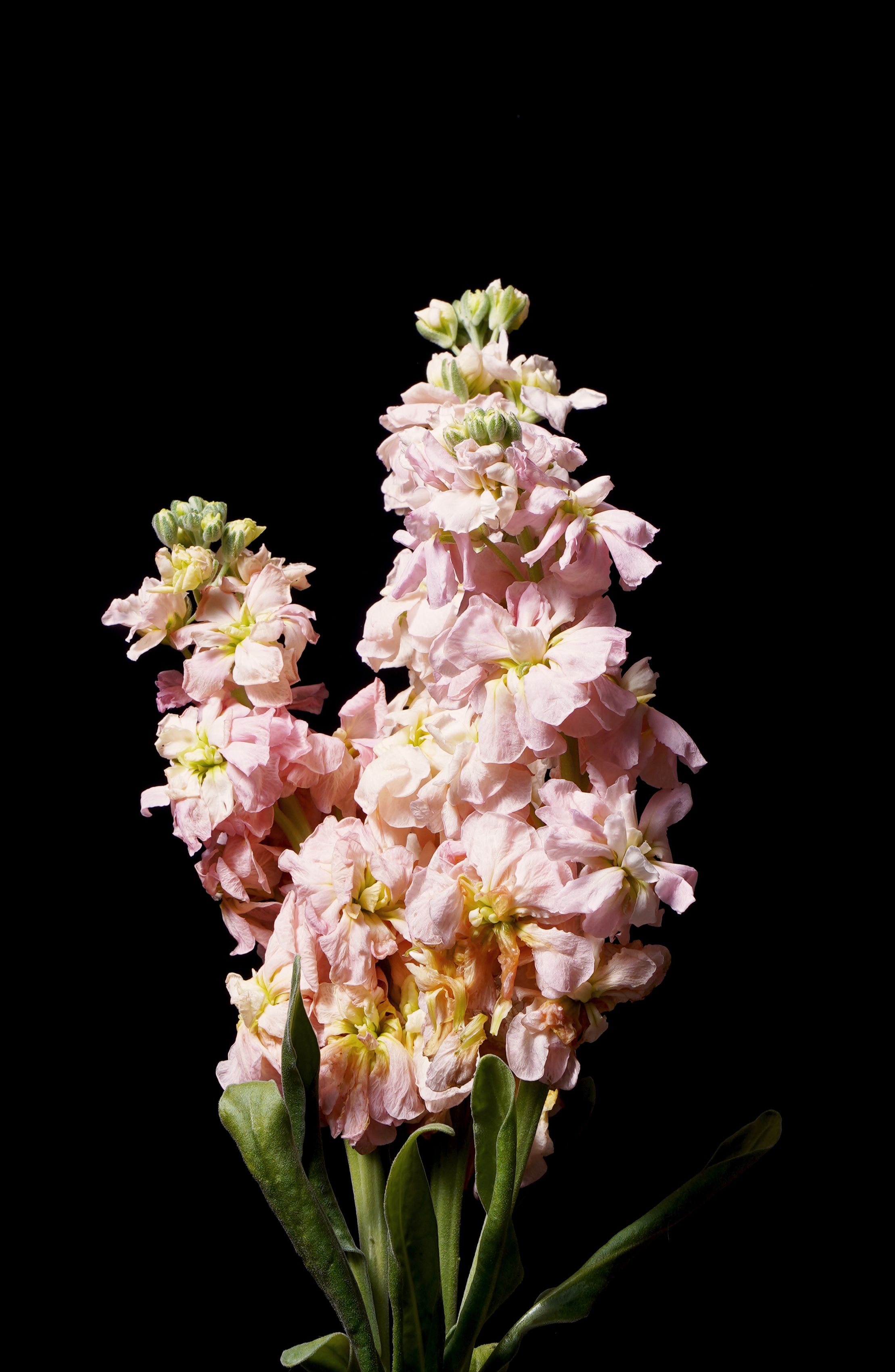 Beautiful pink stock flowers blooming on a plain black background.