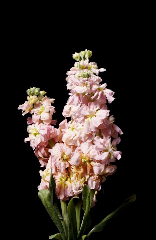 Pink Flowers in Plain Black Background