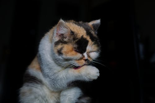 Chat Brun Et Blanc Sur Table En Bois Marron