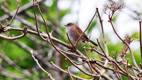 Free Close-Up Photo of a Dunnock Perched on Tree Branches Stock Photo