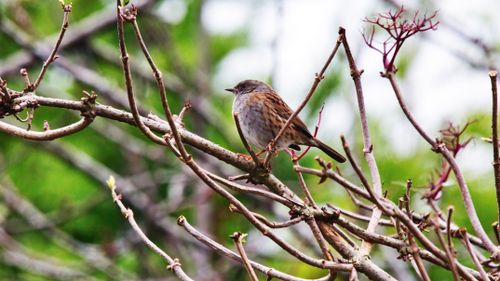 Free Close-up of a dunnock bird perched among budding branches in springtime. Stock Photo