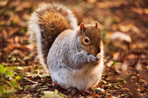 Close-Up Shot of Cute Brown Squirrel on the Ground