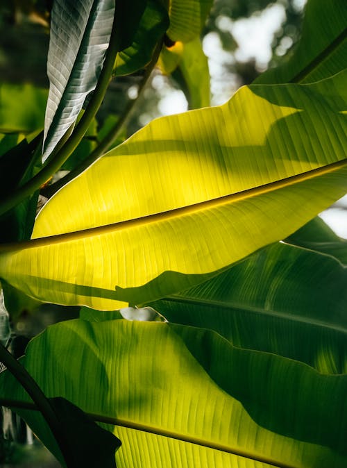Free Green Banana Leaves in Close-Up Photography Stock Photo