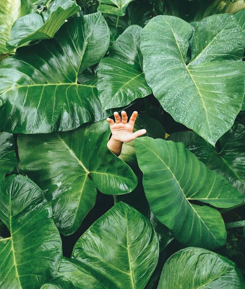 A Hand in the Middle of Elephant's Ear Plants