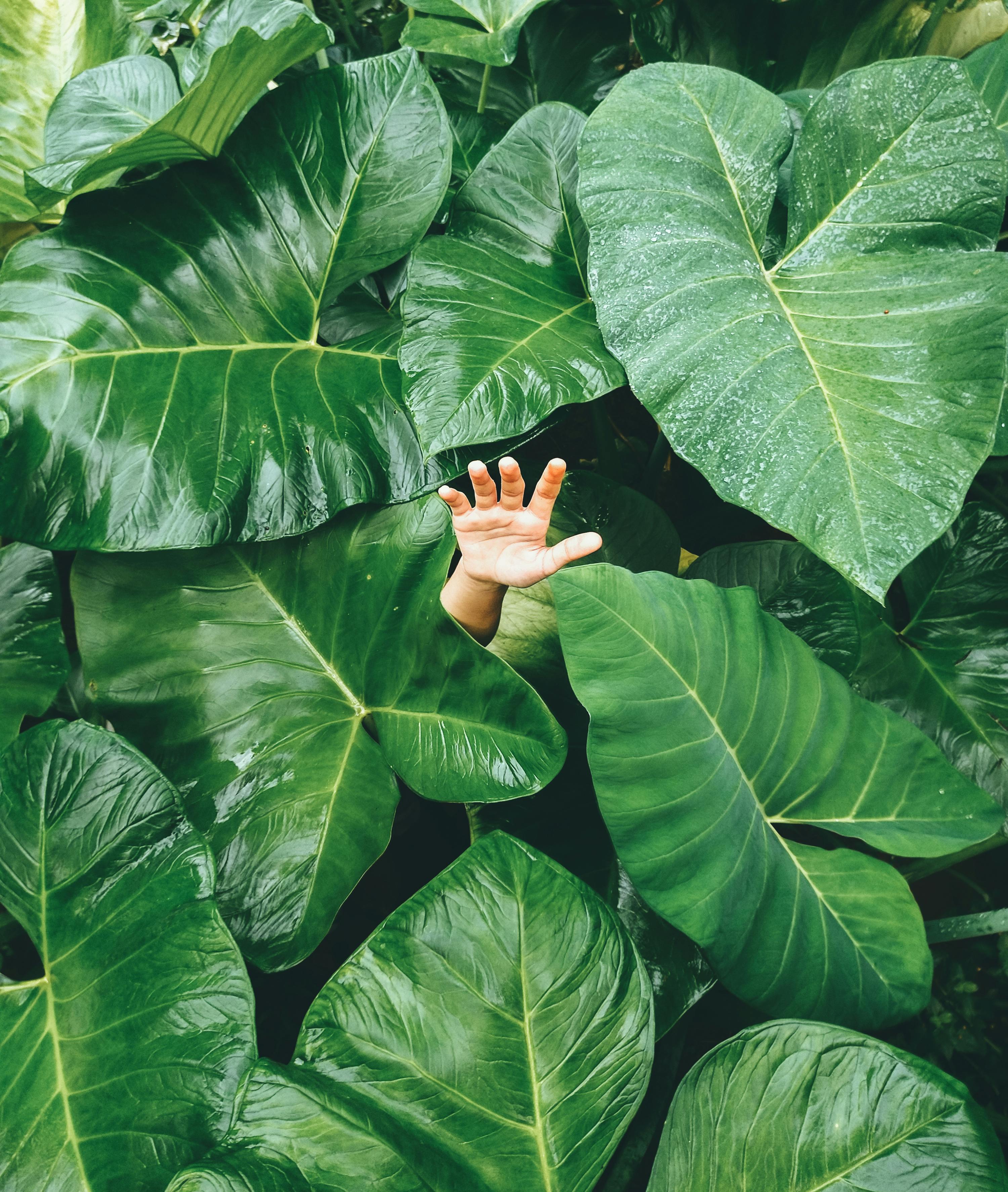 Elephant Ear Plants Photos, Download The BEST Free Elephant Ear Plants