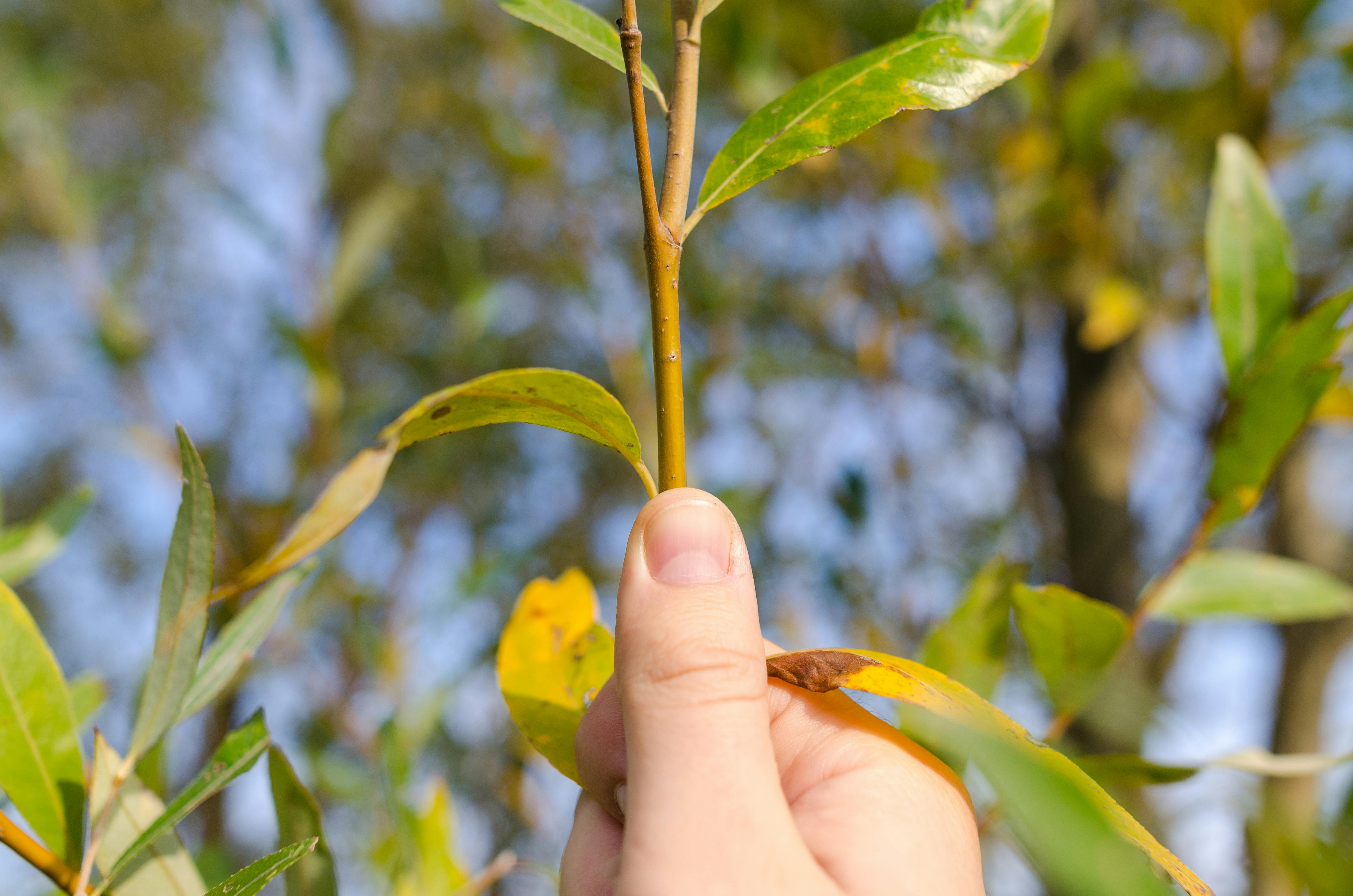 Free stock photo of blade, branch, bush