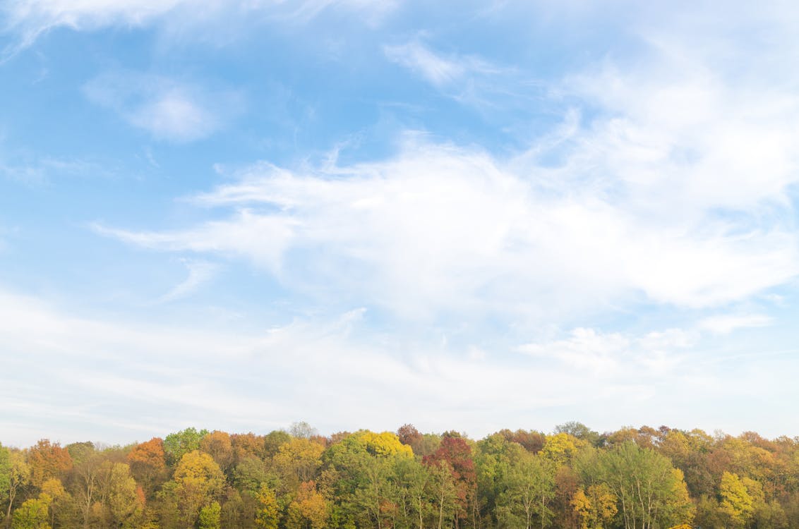 Free Panoramic Photography of Sky and Forest Stock Photo
