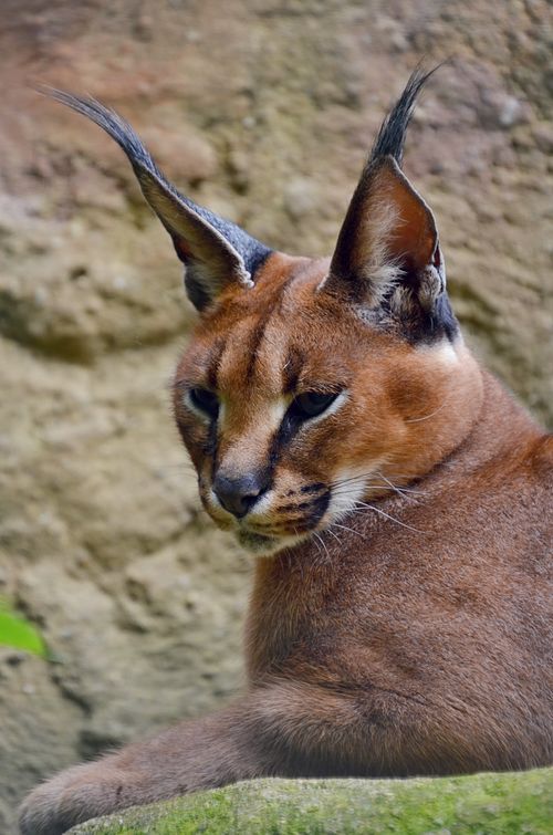 Free Close-up of a majestic caracal resting, showcasing its distinctive tufted ears and sleek fur. Stock Photo