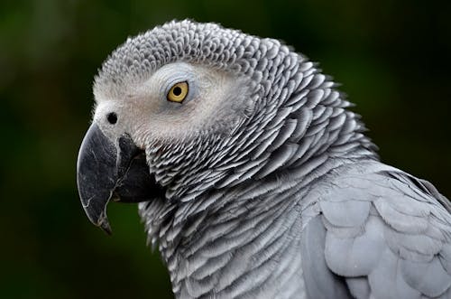 Close-Up Photograph of a Grey Parrot