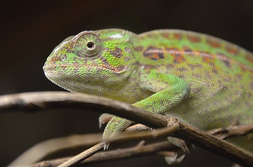 Free Close-Up Shot of a Chameleon Stock Photo