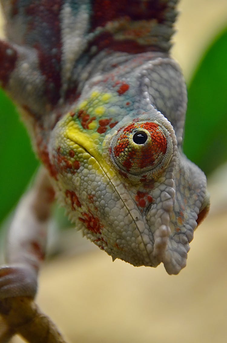 Flying Dragon In Close Up