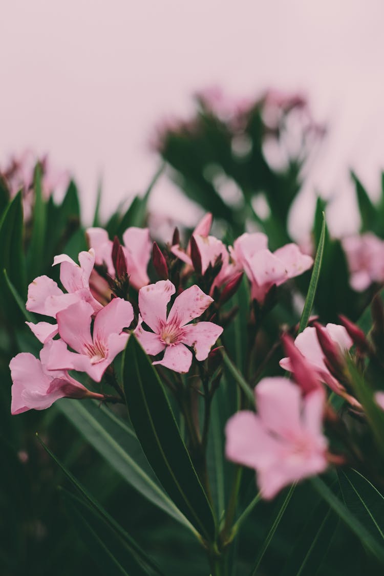 Pink Oleander Flowers In Bloom