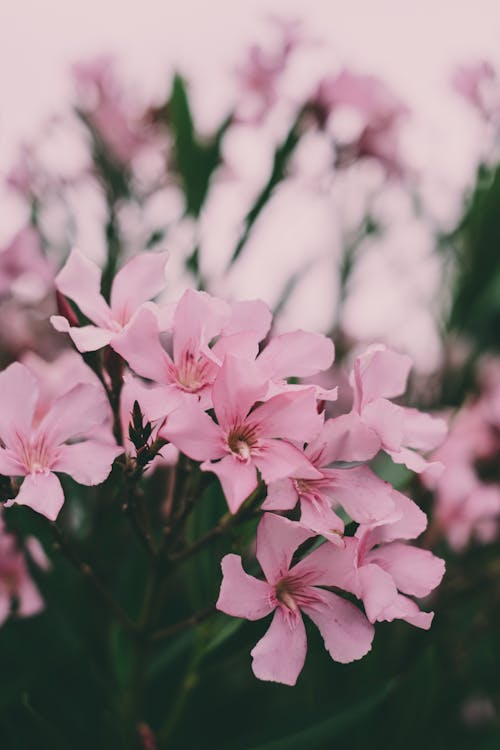 Flores Cor De Rosa Na Lente Tilt Shift